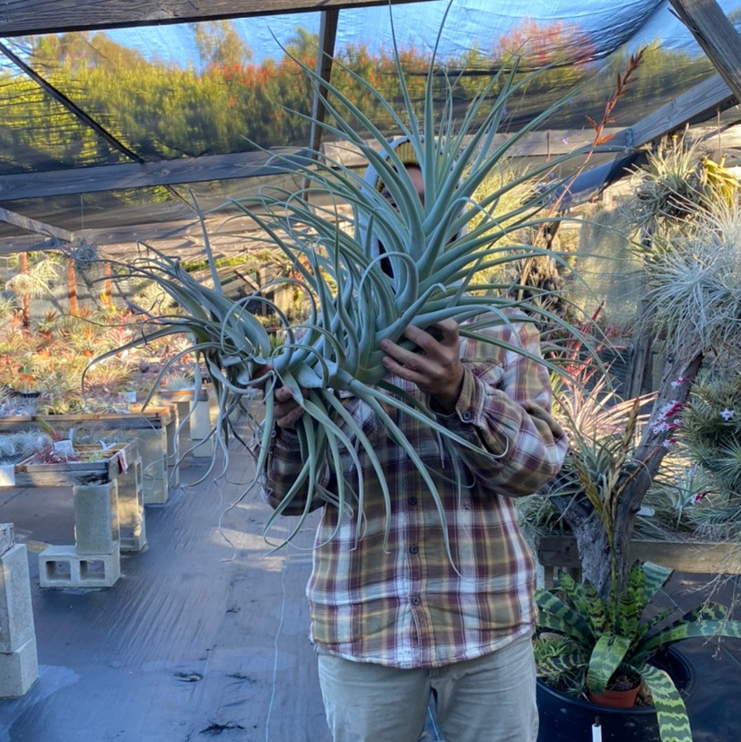 Tillandsia purpurea (Giant Clone) - Bird Rock Tropicals
