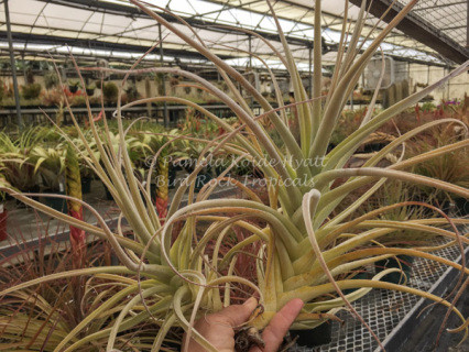 Tillandsia purpurea (Giant Clone) - Bird Rock Tropicals