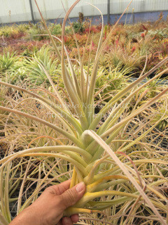 Tillandsia purpurea (Giant Clone) - Bird Rock Tropicals