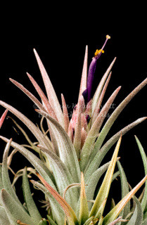 Tillandsia Corinne - (T. circinnatoides x ionantha) - Bird Rock