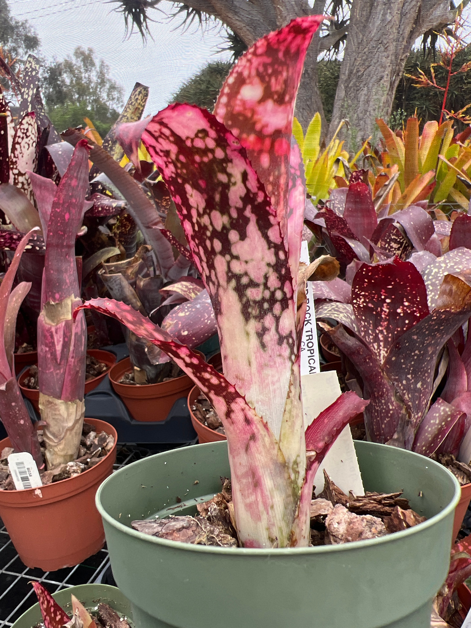 Billbergia 'Poquito Mas' - Bird Rock Tropicals