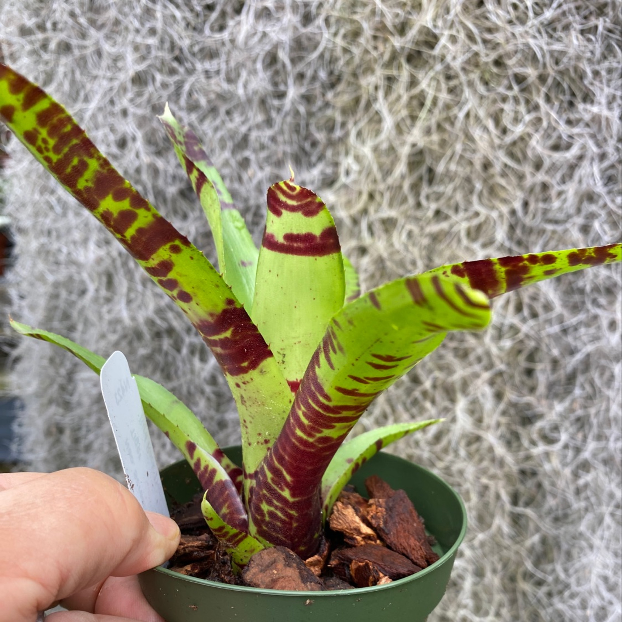 ブロメリア・エアープランツ Neoregelia Sun Fine Tiger Neoregelia Sun Fine Tiger ブロメリア・エアープランツ