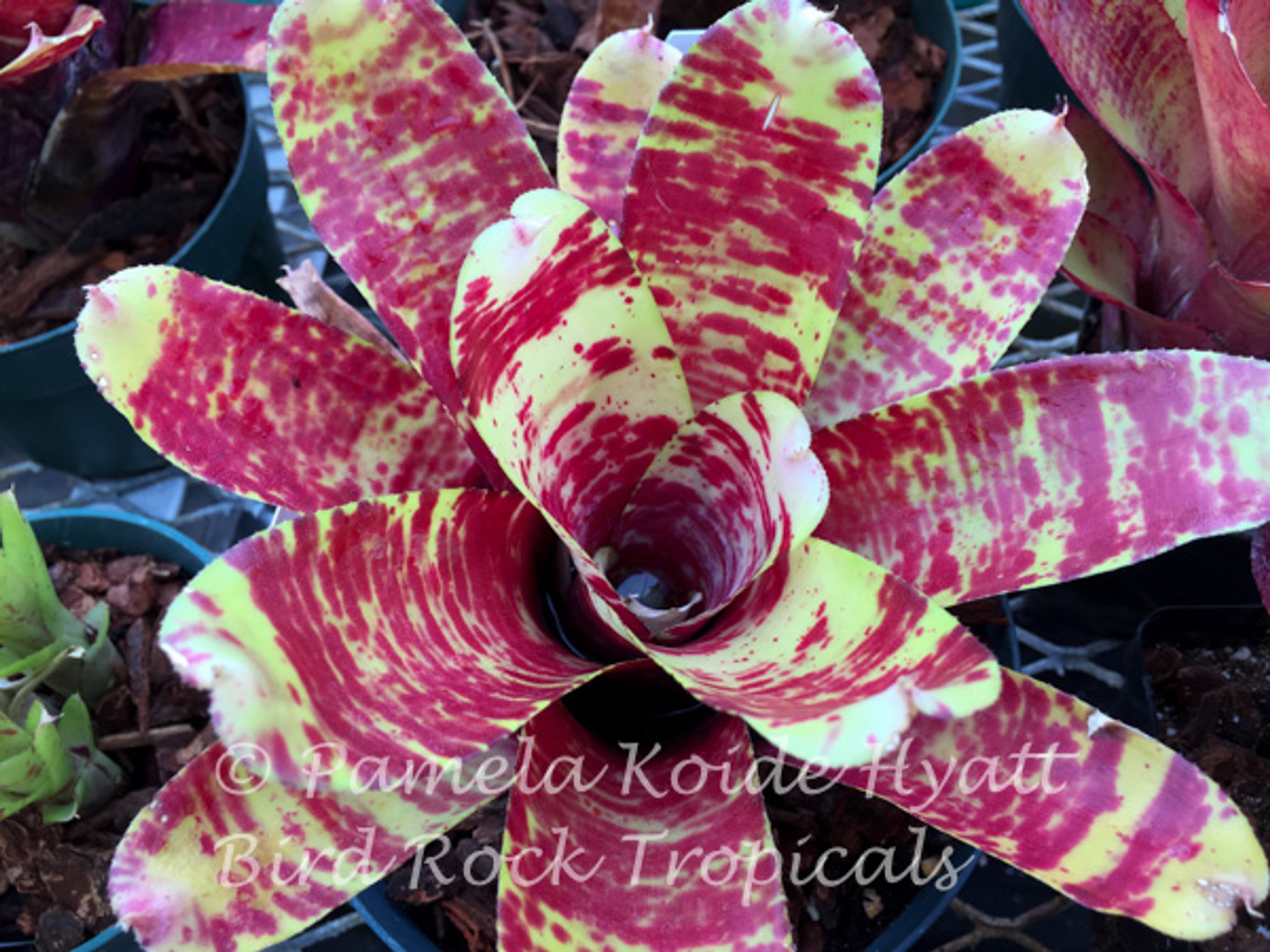 Neoregelia 'Screaming Tiger' (Neo. tricolor x N. ampullacea