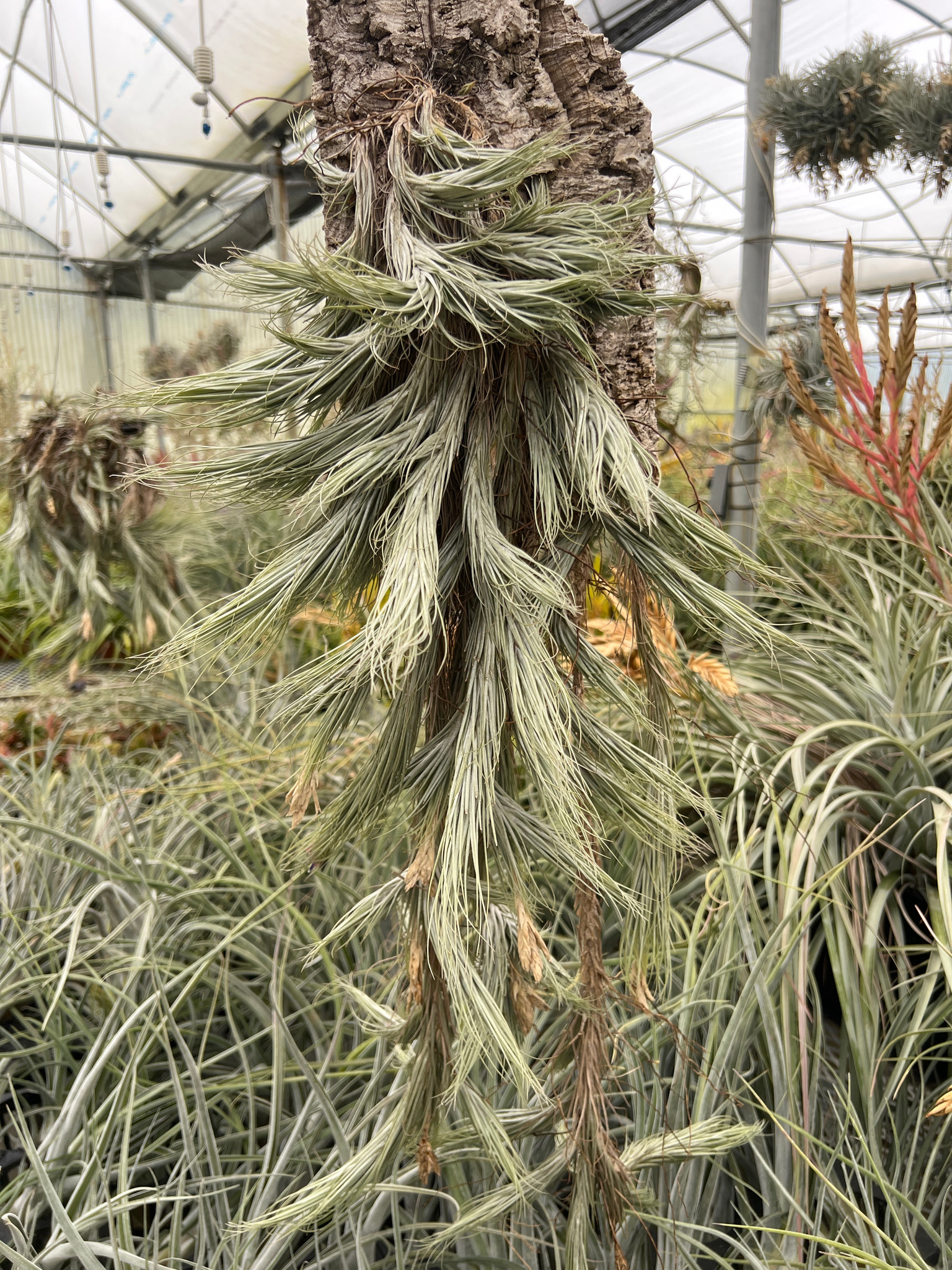 Tillandsia tomekii (was heteromorpha 'Rope Type