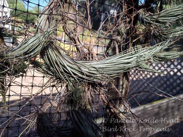 Tillandsia tomekii BRTティランジア Tillandsia tomekii - Bird Rock Tropicals