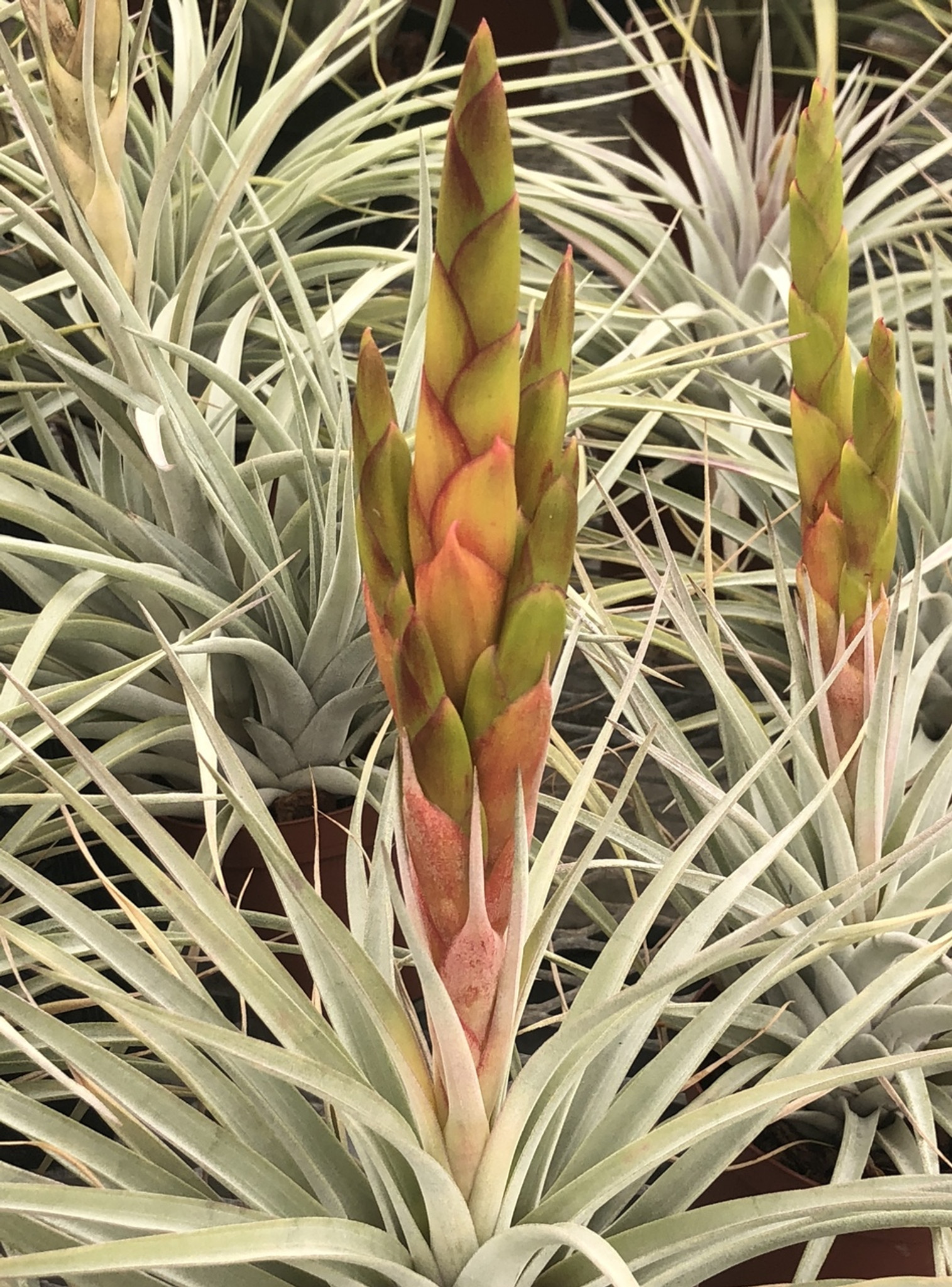 Tillandsia Chevalieri x fasciculata v. densispica