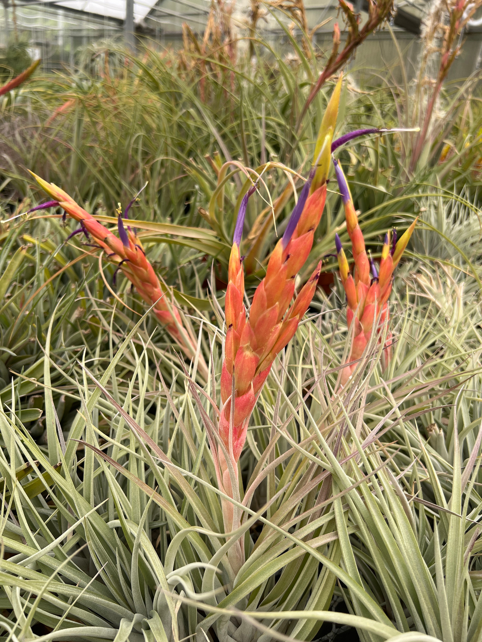 Tillandsia Chevalieri x fasciculata v. densispica - Bird Rock