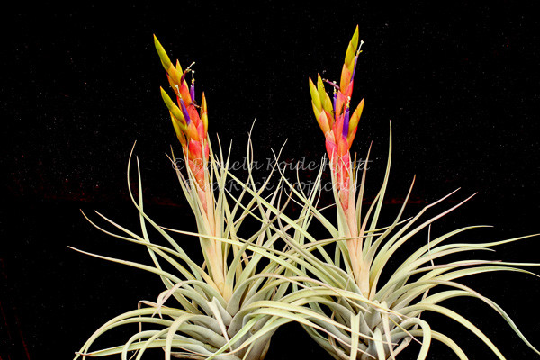 Tillandsia Chevalieri x fasciculata v. densispica - Bird Rock