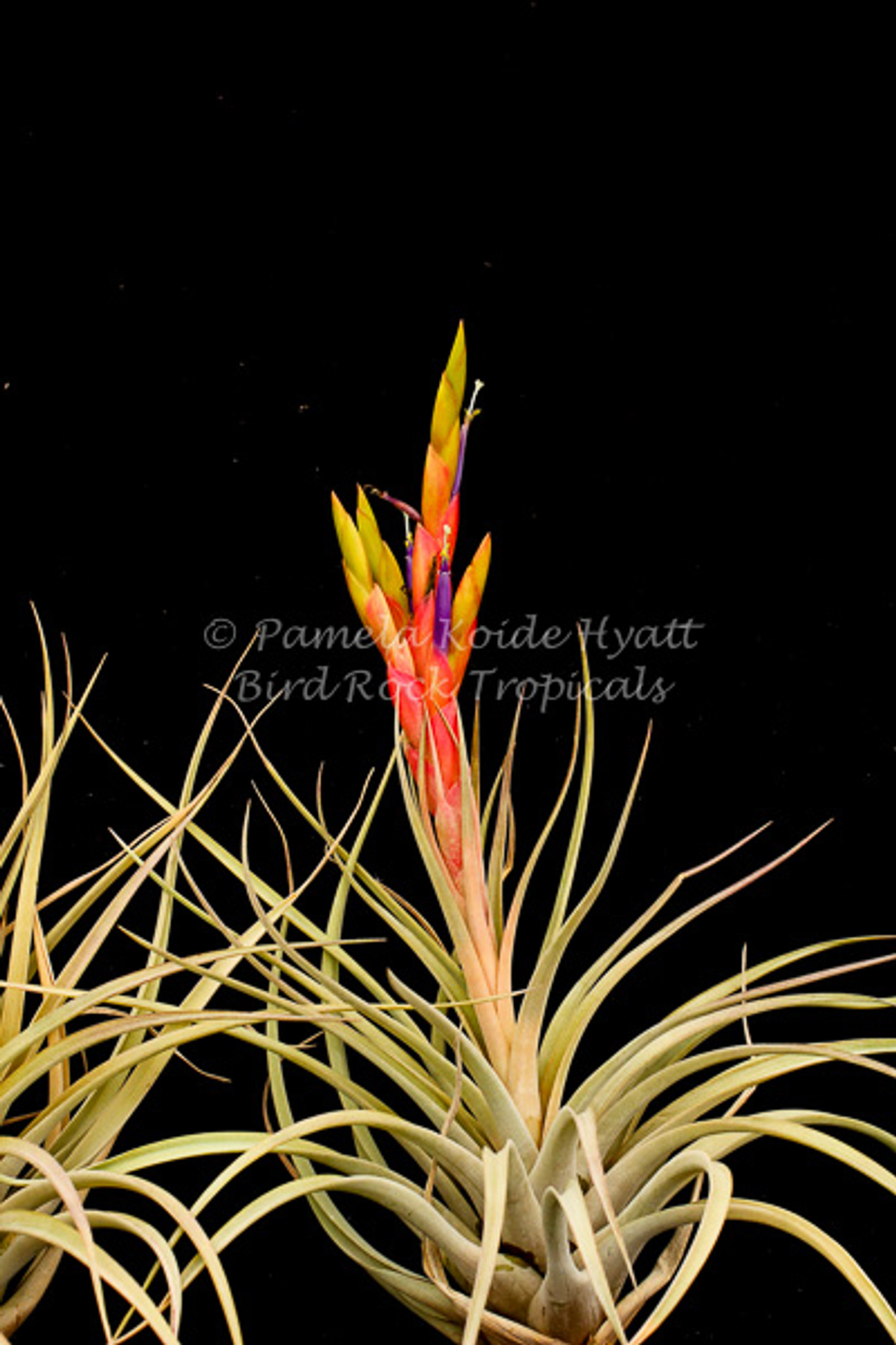 Tillandsia Chevalieri x fasciculata v. densispica