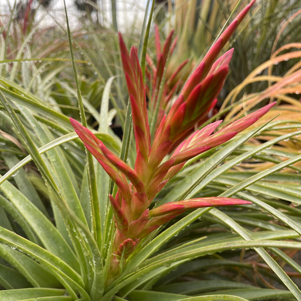 ブロメリア・エアープランツ OkayNeoregelia Aussie Red T Spotted T