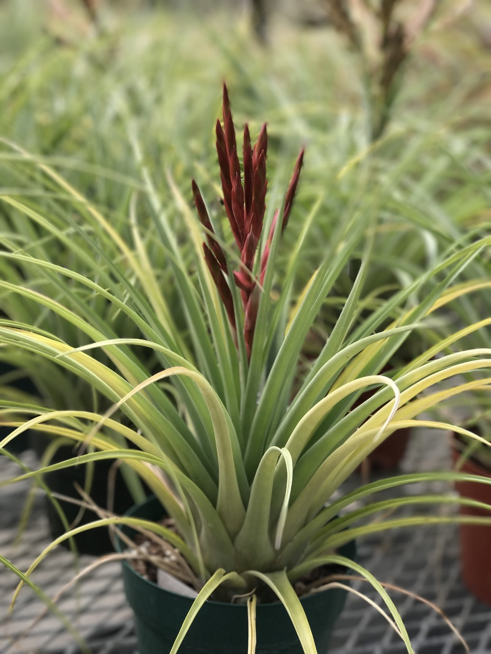 Tillandsia Latas au Pair (T. flabellata x fasciculata) - Bird Rock