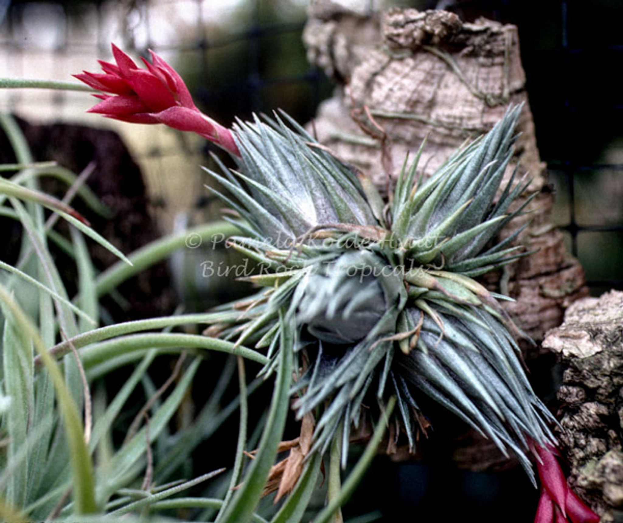 Tillandsia kautskyi