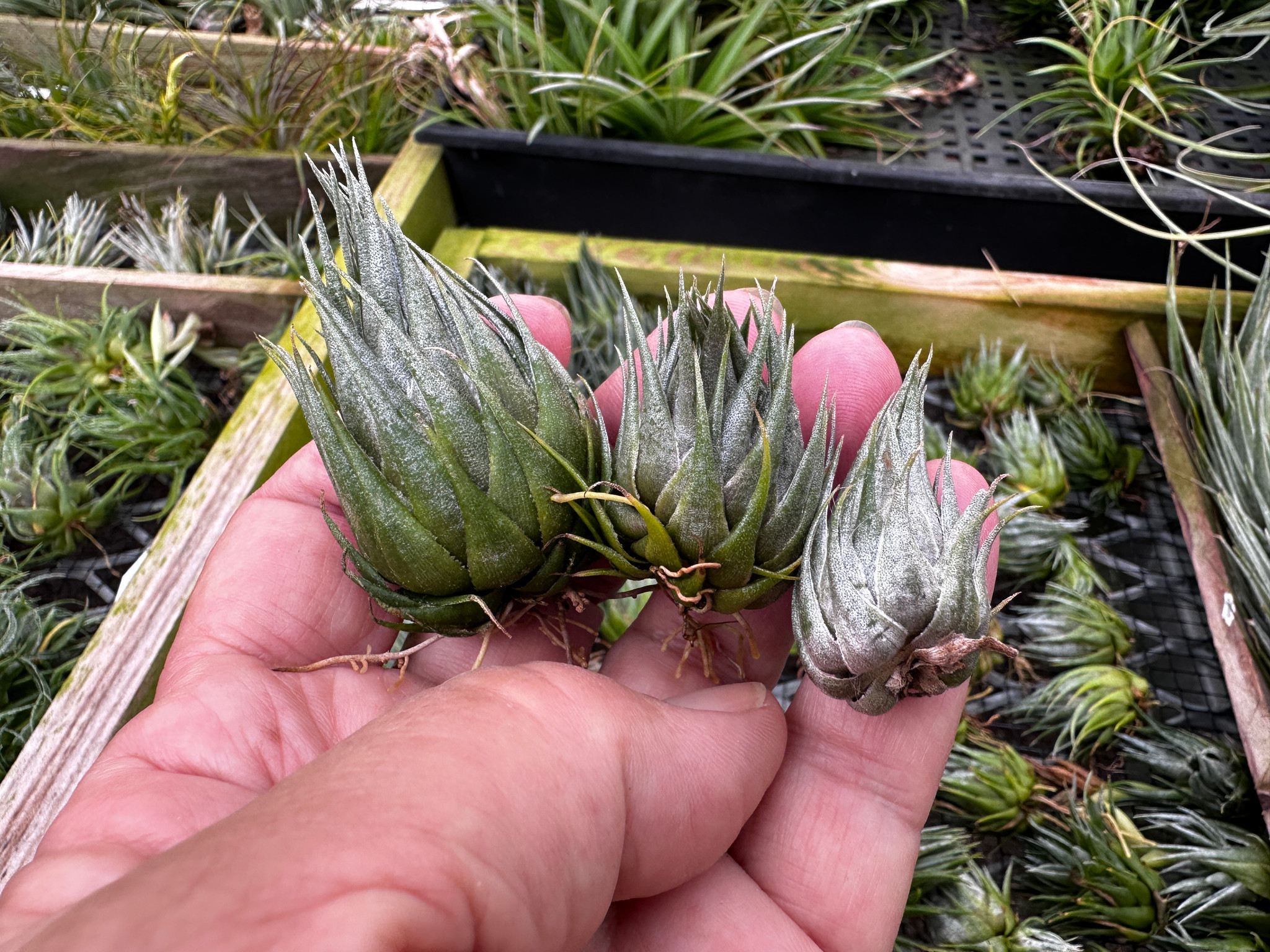 05 種子 Tillandsia kautskyi × Tillandsia thiekenii ティランジア