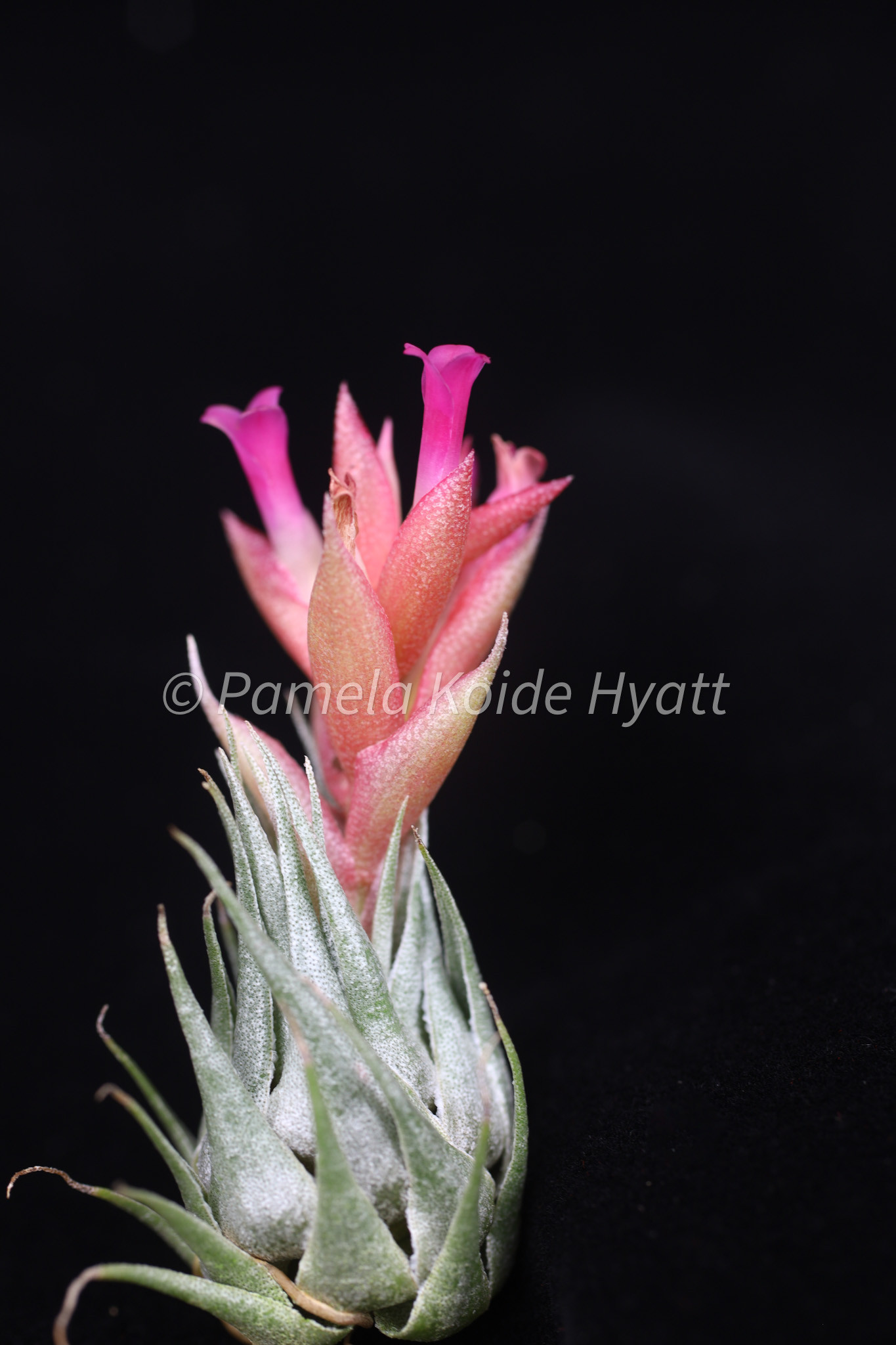 Tillandsia kautskyi - Bird Rock Tropicals