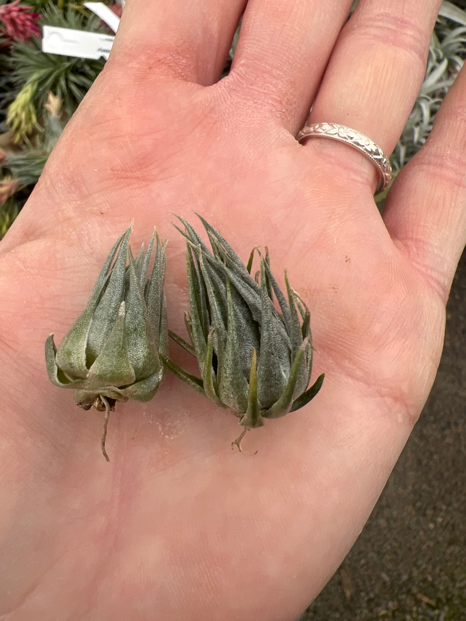 Tillandsia kautskyi - Thumbnail 4