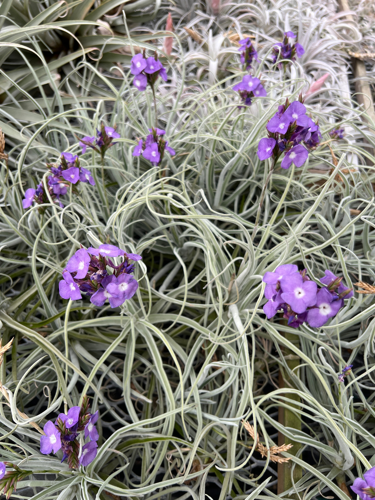 Tillandsia streptocarpa 'Orchid' チランジア ストレプトカルパ エア