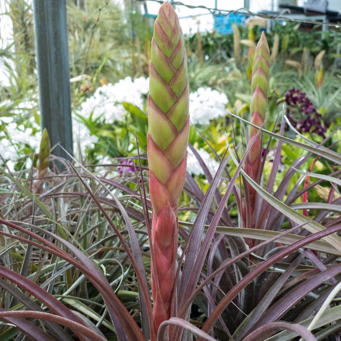 Tillandsia chiapensis (giant x ?) - Bird Rock Tropicals