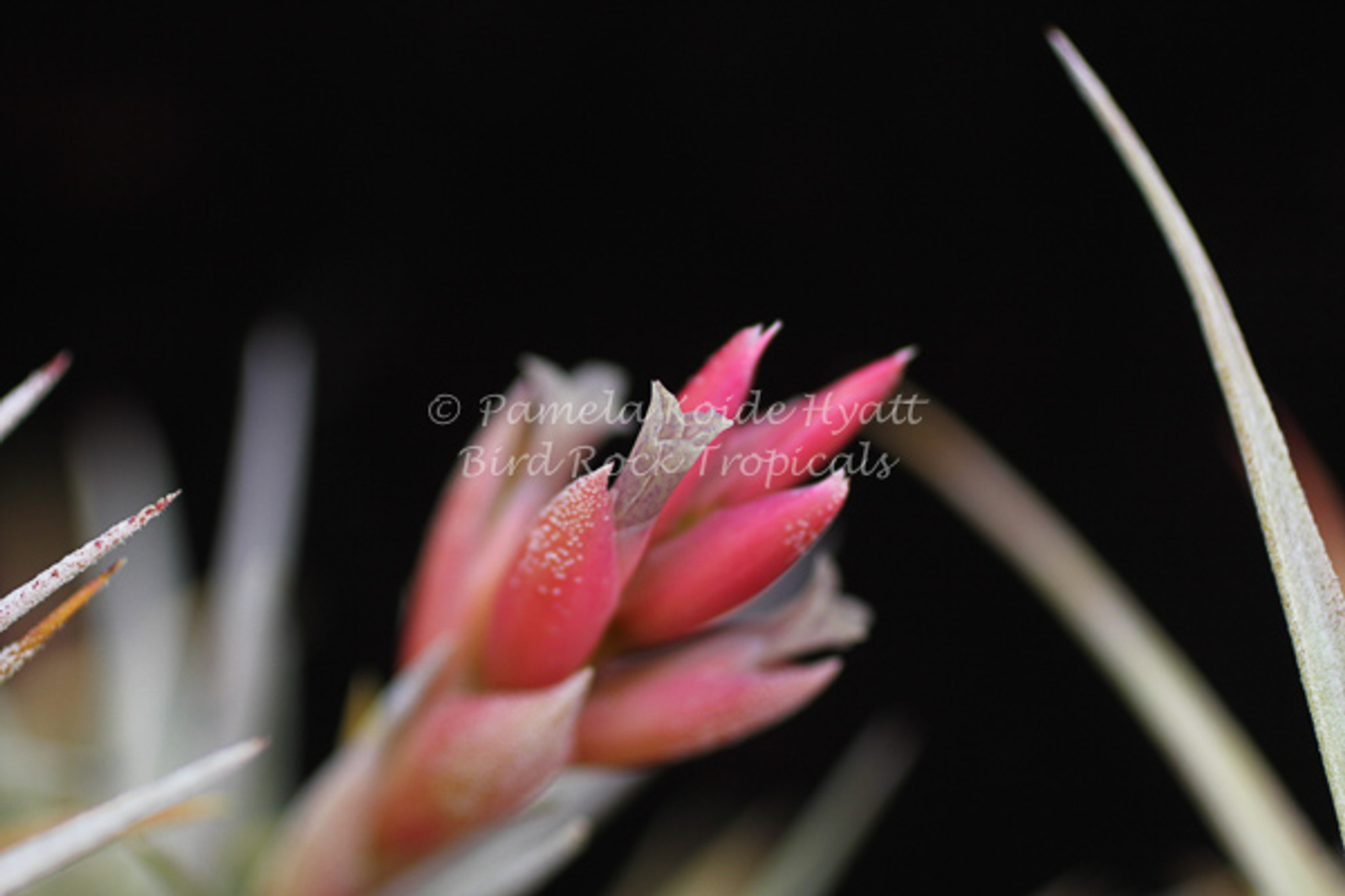 Tillandsia Mini Star - (T. neglecta x ixioides) - Bird Rock
