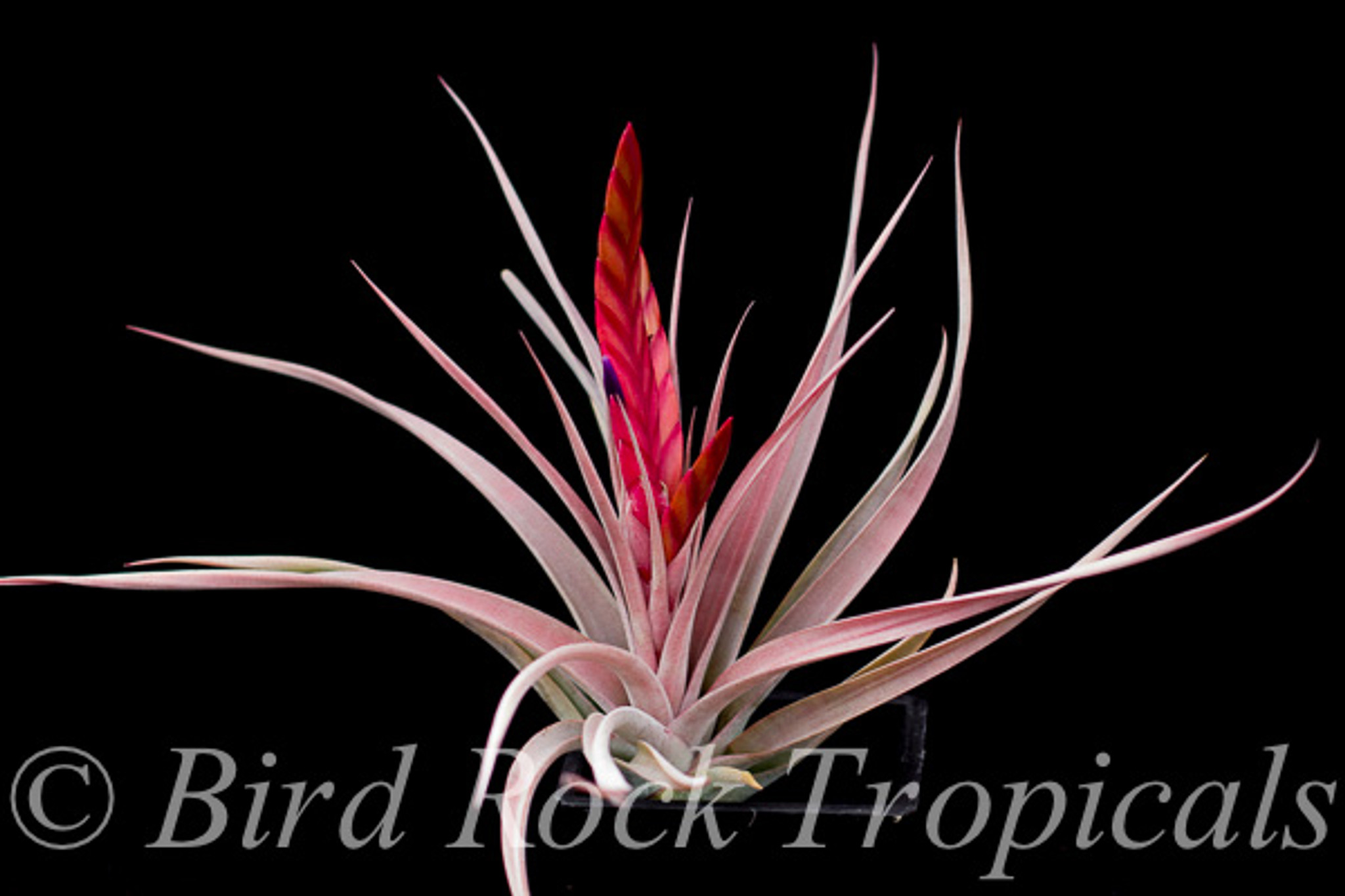 Tillandsia Flaming Spears