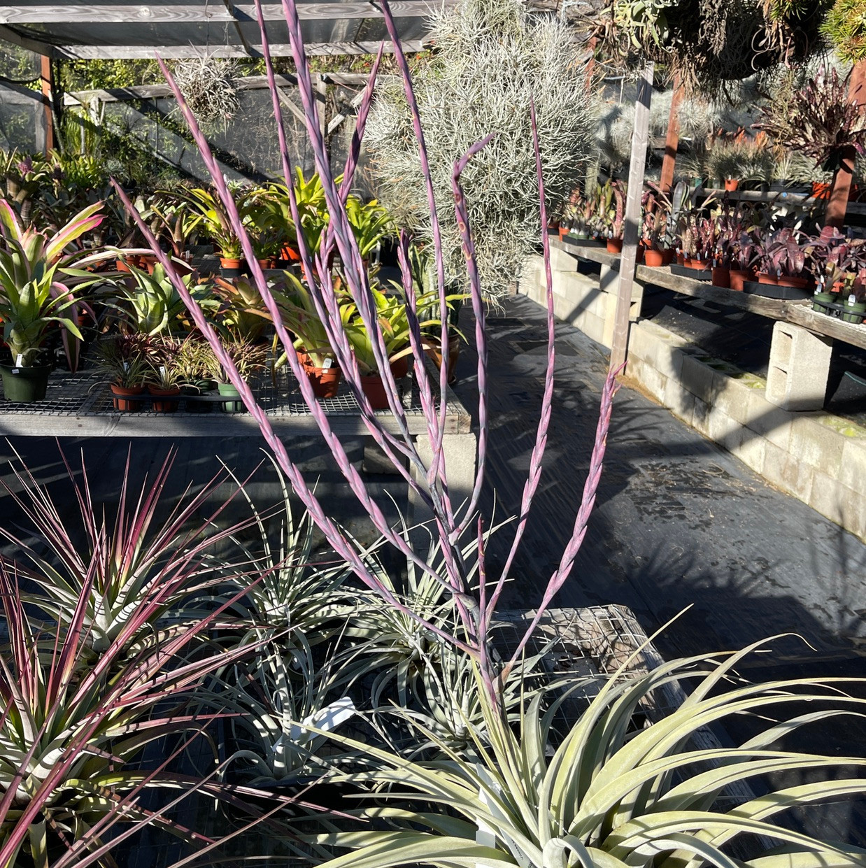 Tillandsia hitchcockiana - Bird Rock Tropicals
