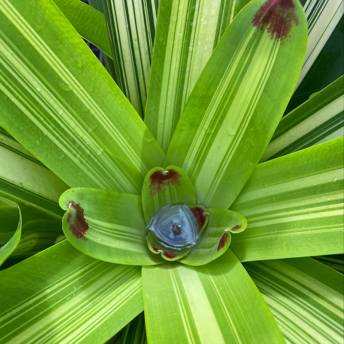 Vriesea 'Rafael' (Vr. philippocoburgii, variegated) - Bird Rock