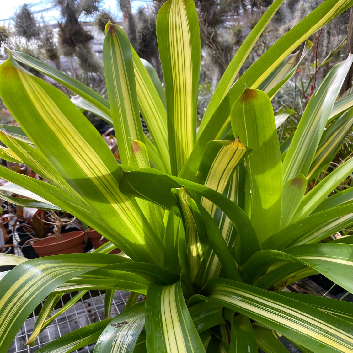 Vriesea 'Rafael' (Vr. philippocoburgii, variegated) - Bird Rock