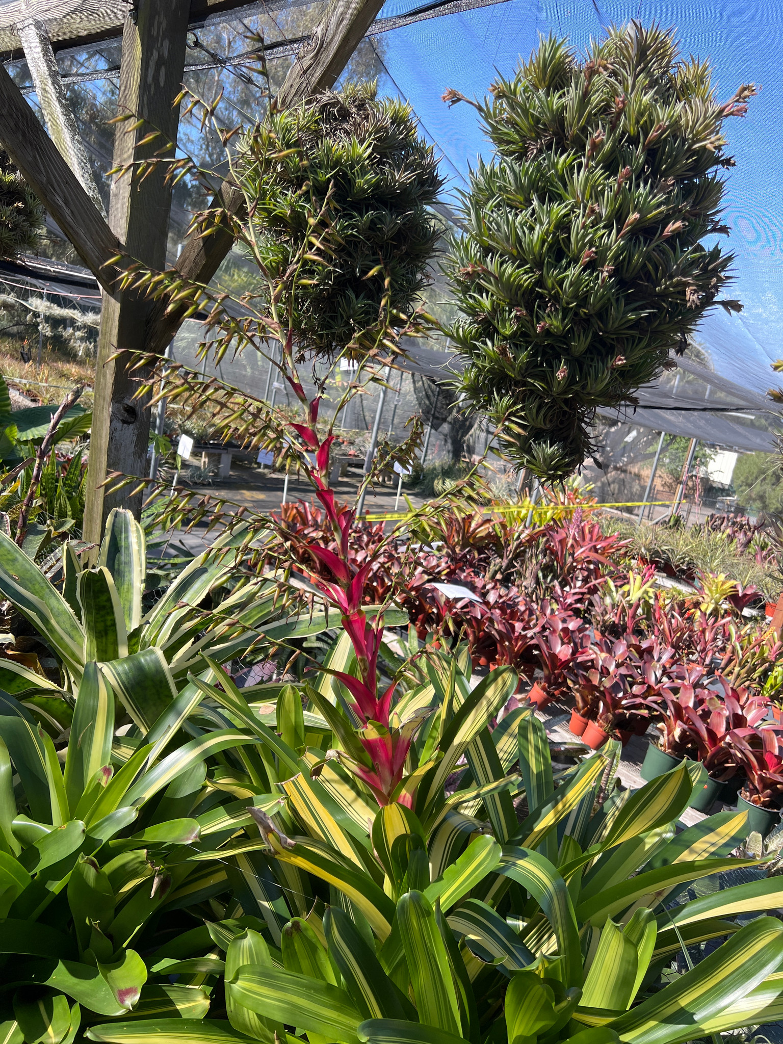 Vriesea 'Rafael' (Vr. philippocoburgii, variegated) - Bird Rock