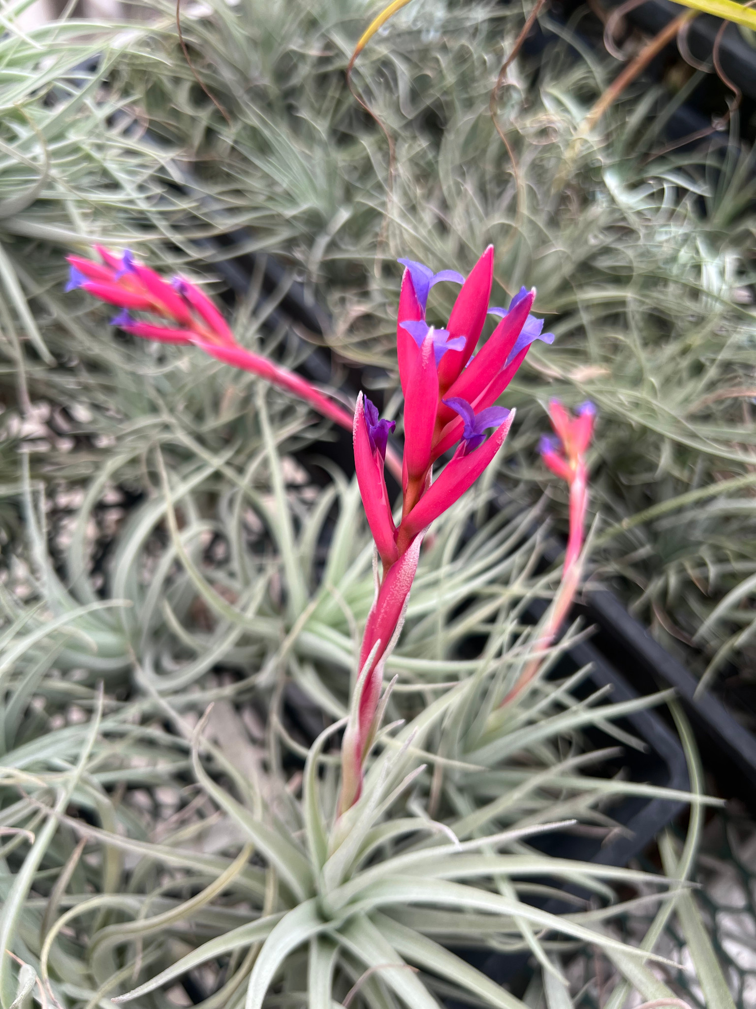 Tillandsia Andean Jewel - (T. aeranthos x cacticola 'Splendid