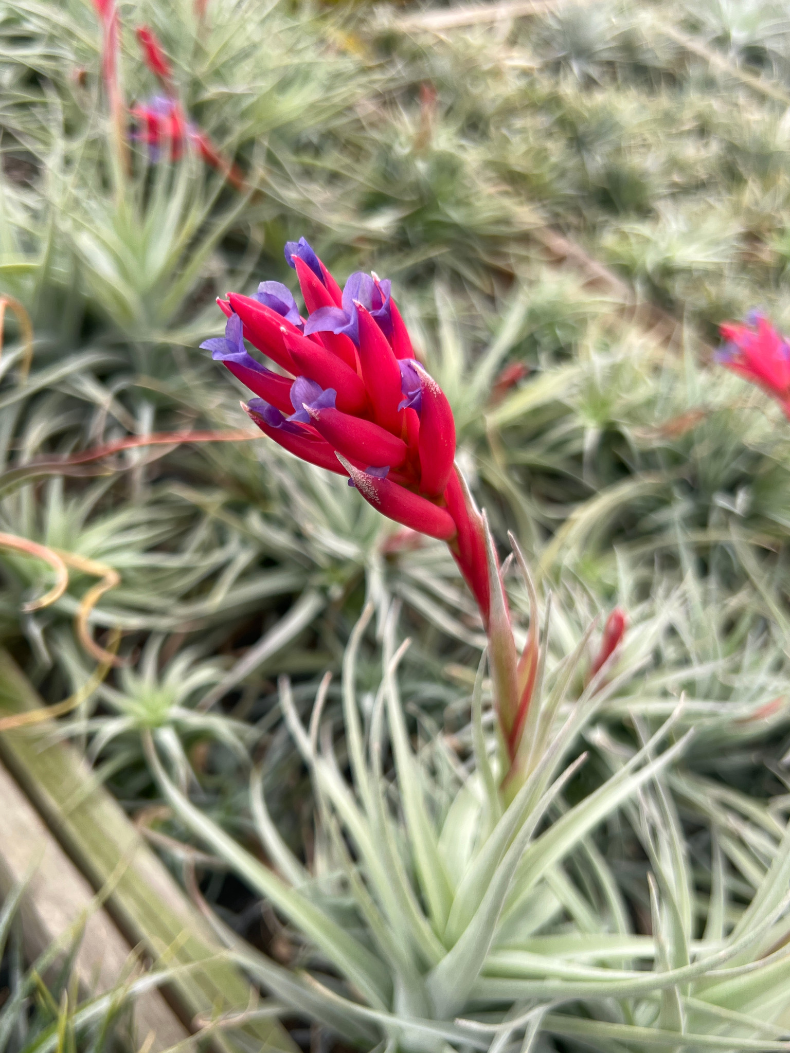 Tillandsia Andean Jewel - (T. aeranthos x cacticola 'Splendid