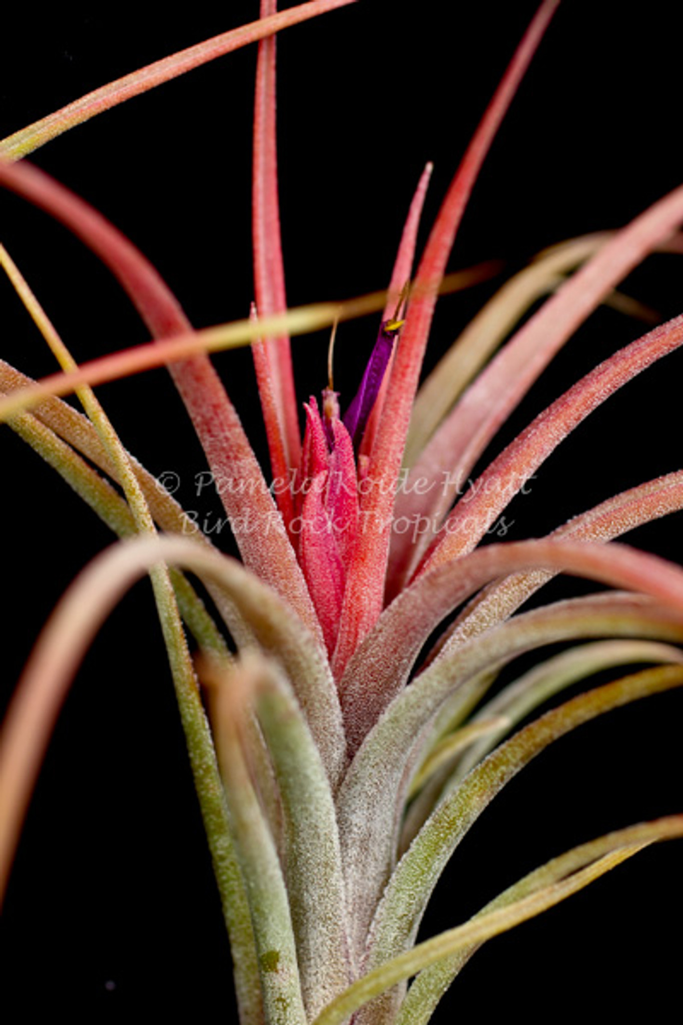 Tillandsia Califano - (T. baileyi x ionantha), Mexico