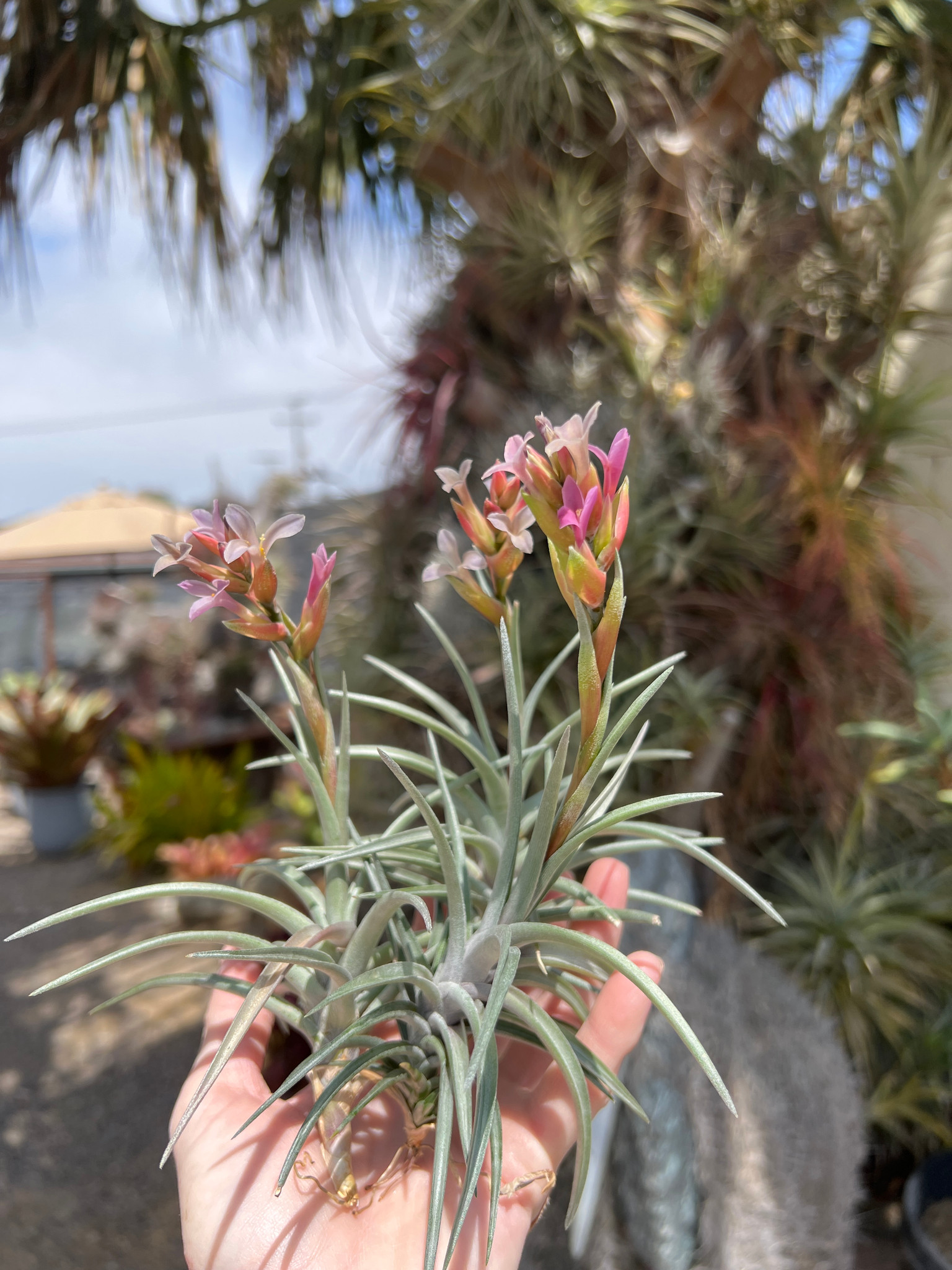 タエニア　TAENIA Tillandsia Chameleon- (T. neglecta x ixioides) - Bird Rock Tropicals