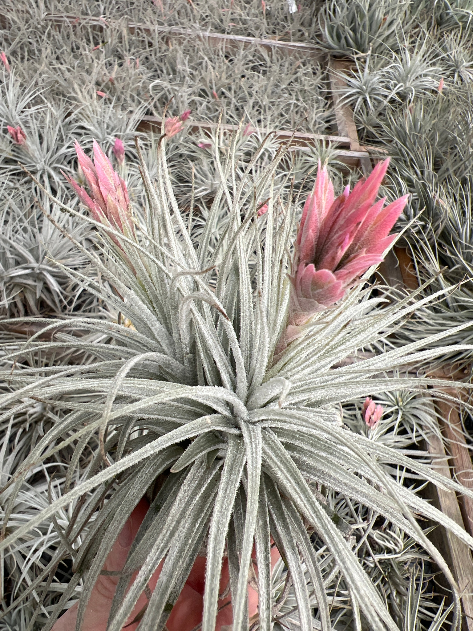 Tillandsia Coral Star - (T. mauryana x tectorum) - Bird Rock Tropicals