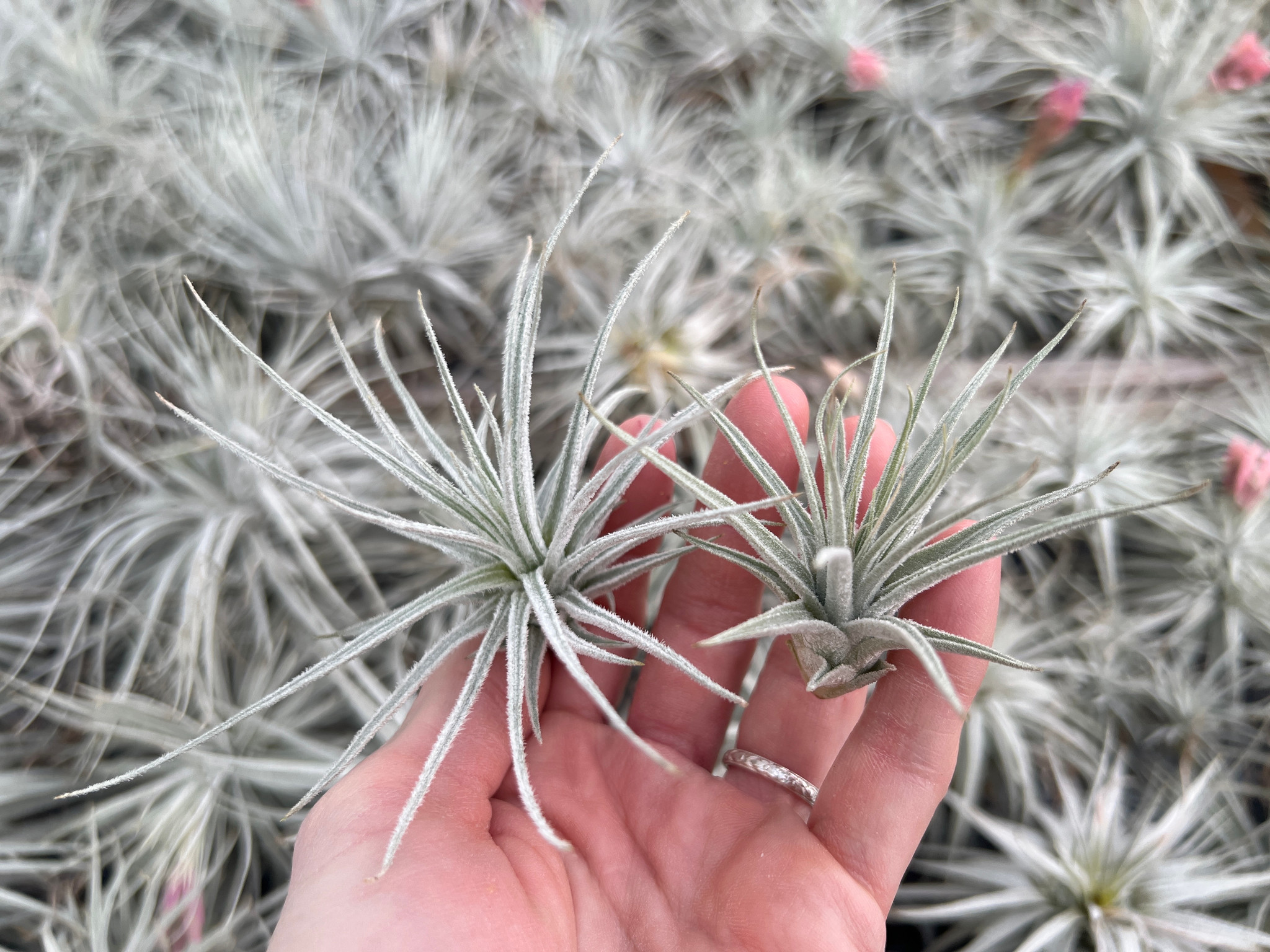 mauryana Tillandsia (Kralle) チランジア | モーリアナ(モウリアナ