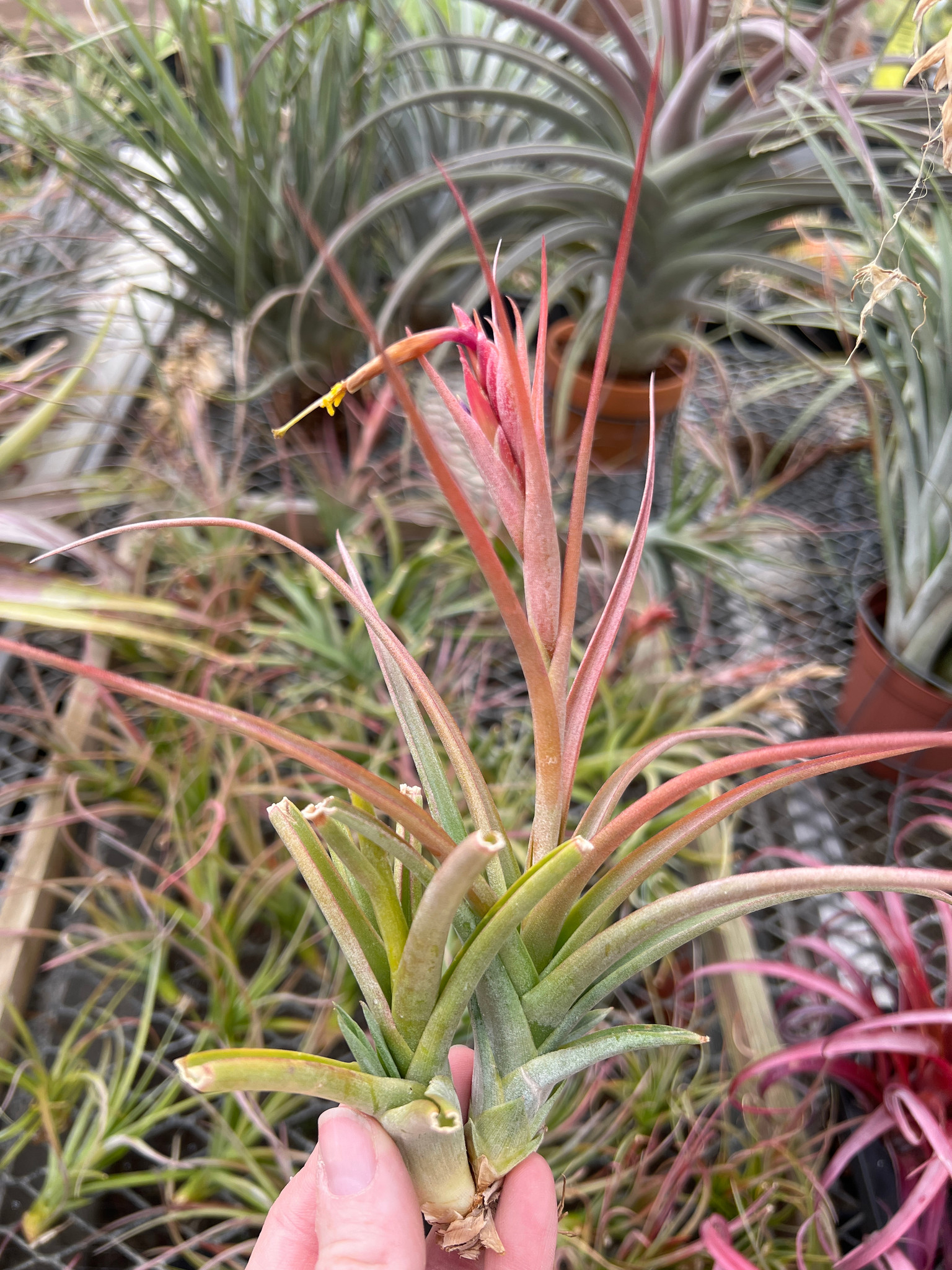 Tillandsia durangensis x capitata v. domingensis - Bird Rock Tropicals