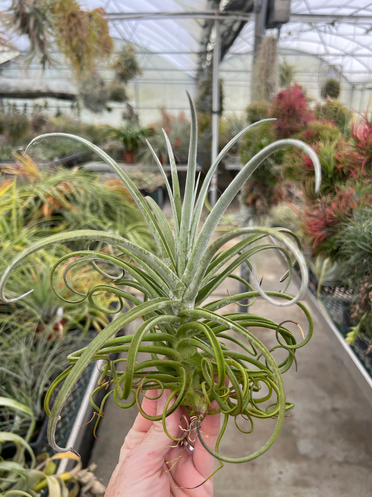 Tillandsia Imbroglio (T. duratii x stricta) - Bird Rock Tropicals