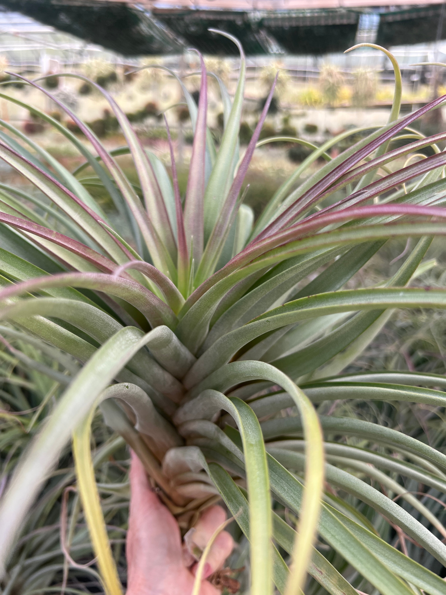 Tillandsia Jellyfish - (T. roseoscapa x capitata 'Pochutla