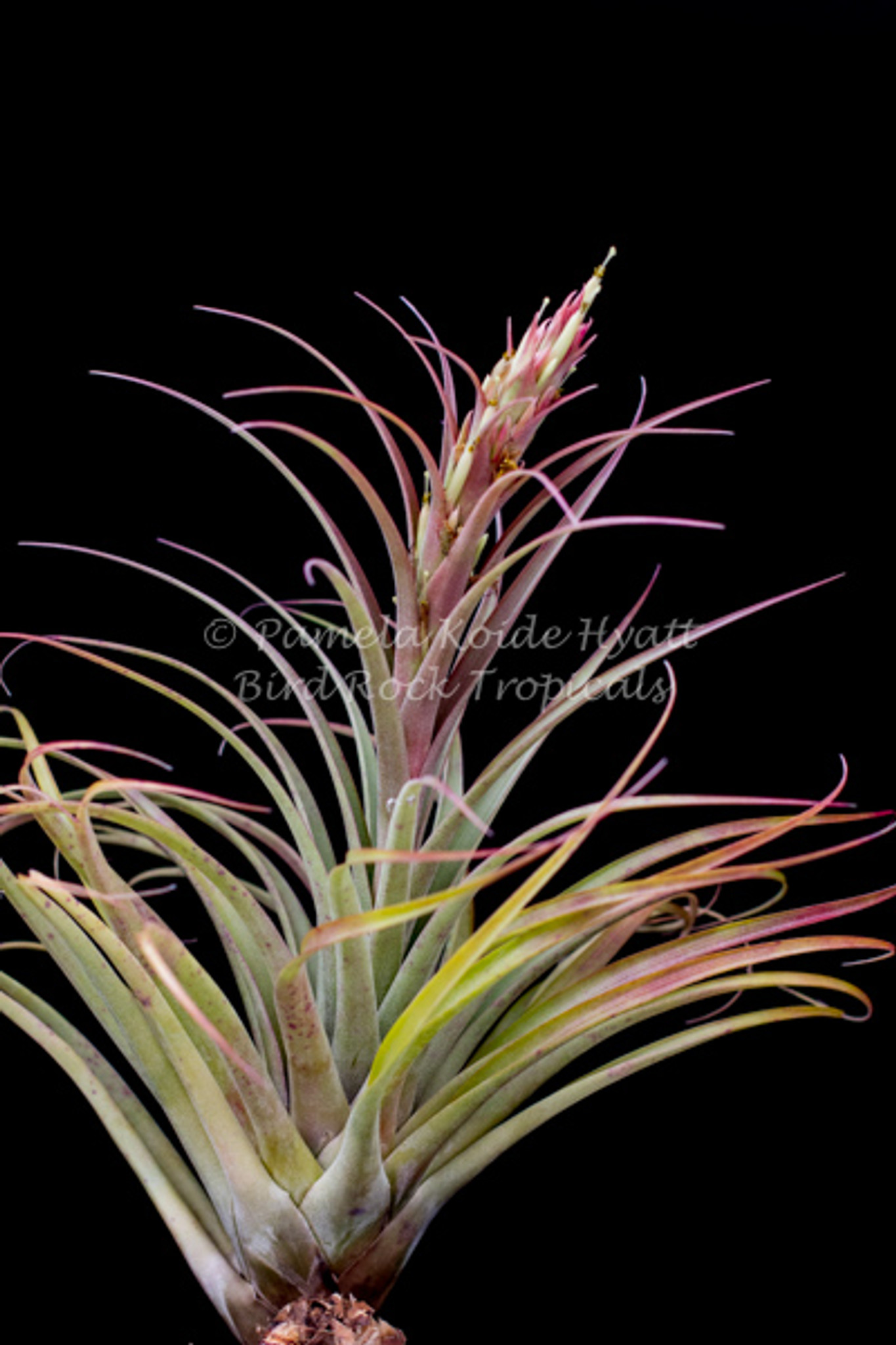 Tillandsia Jellyfish - (T. roseoscapa x capitata 'Pochutla