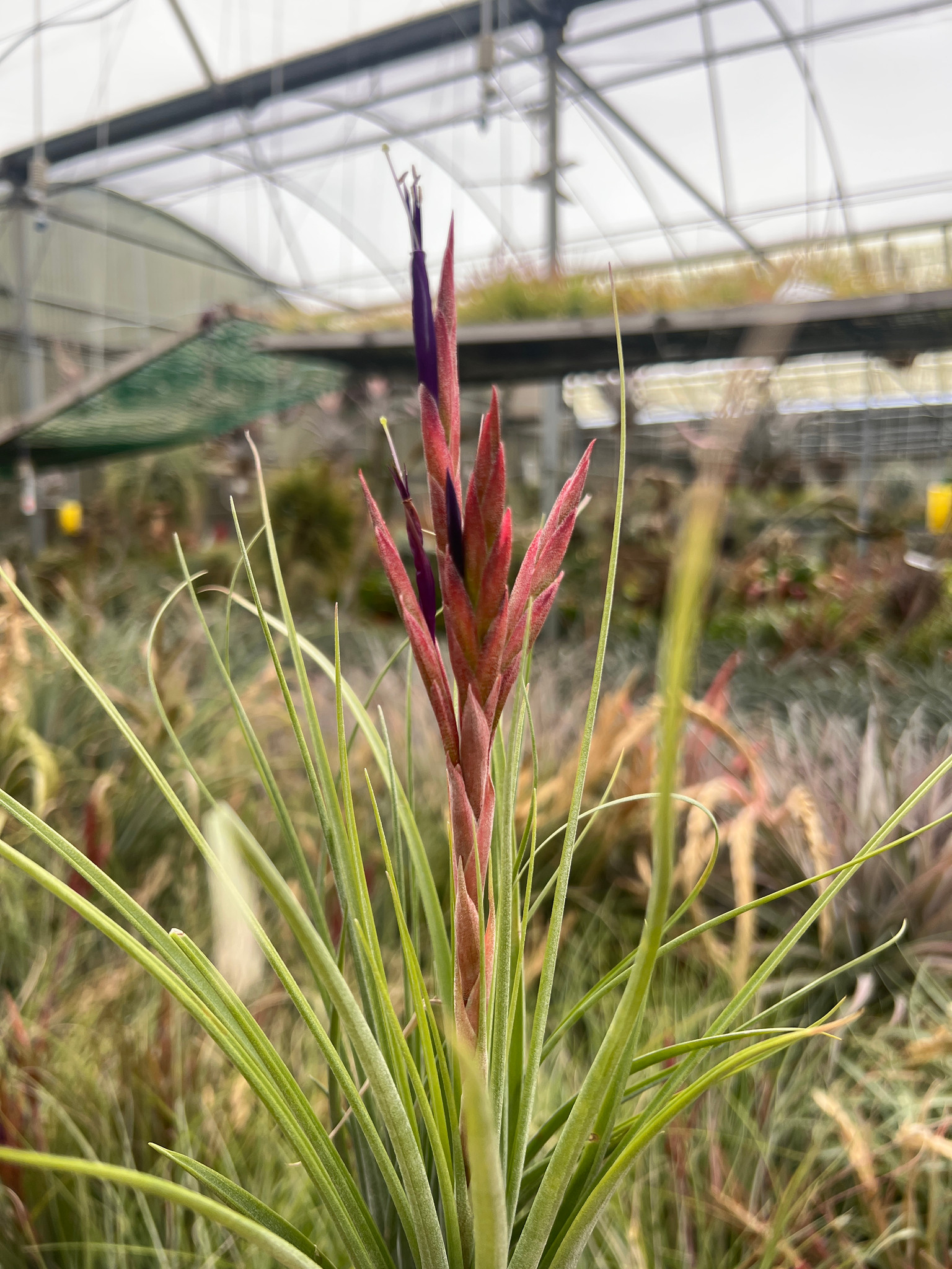 Tillandsia Jubilee - Bird Rock Tropicals