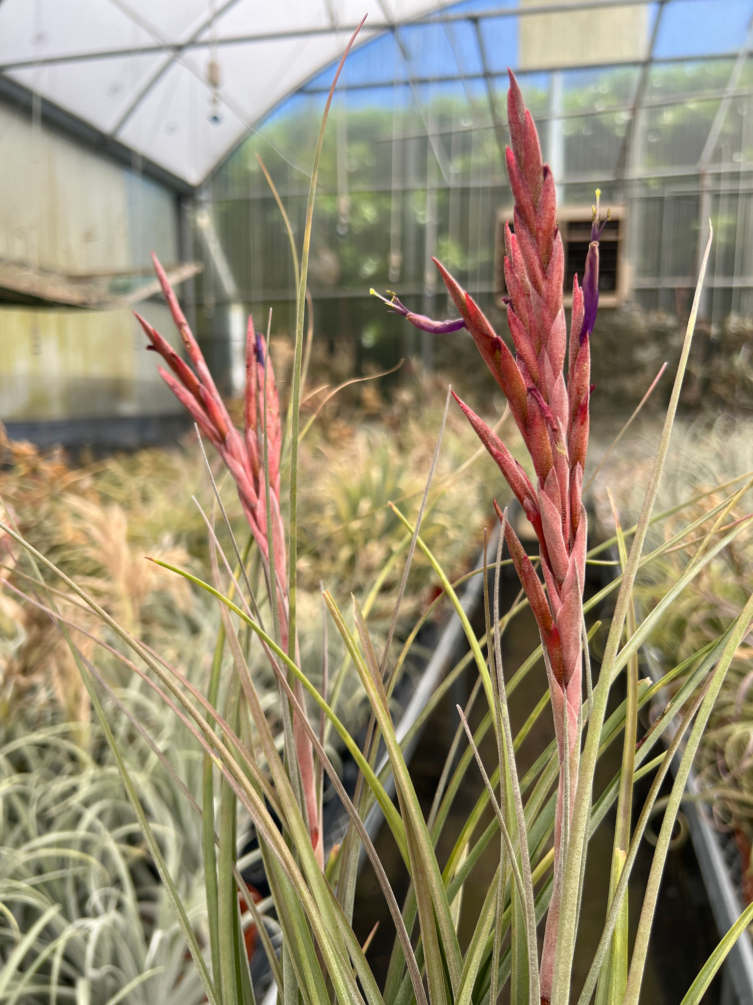 Tillandsia Jubilee - Bird Rock Tropicals