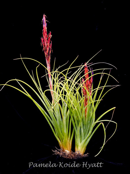 Tillandsia Jubilee - Bird Rock Tropicals