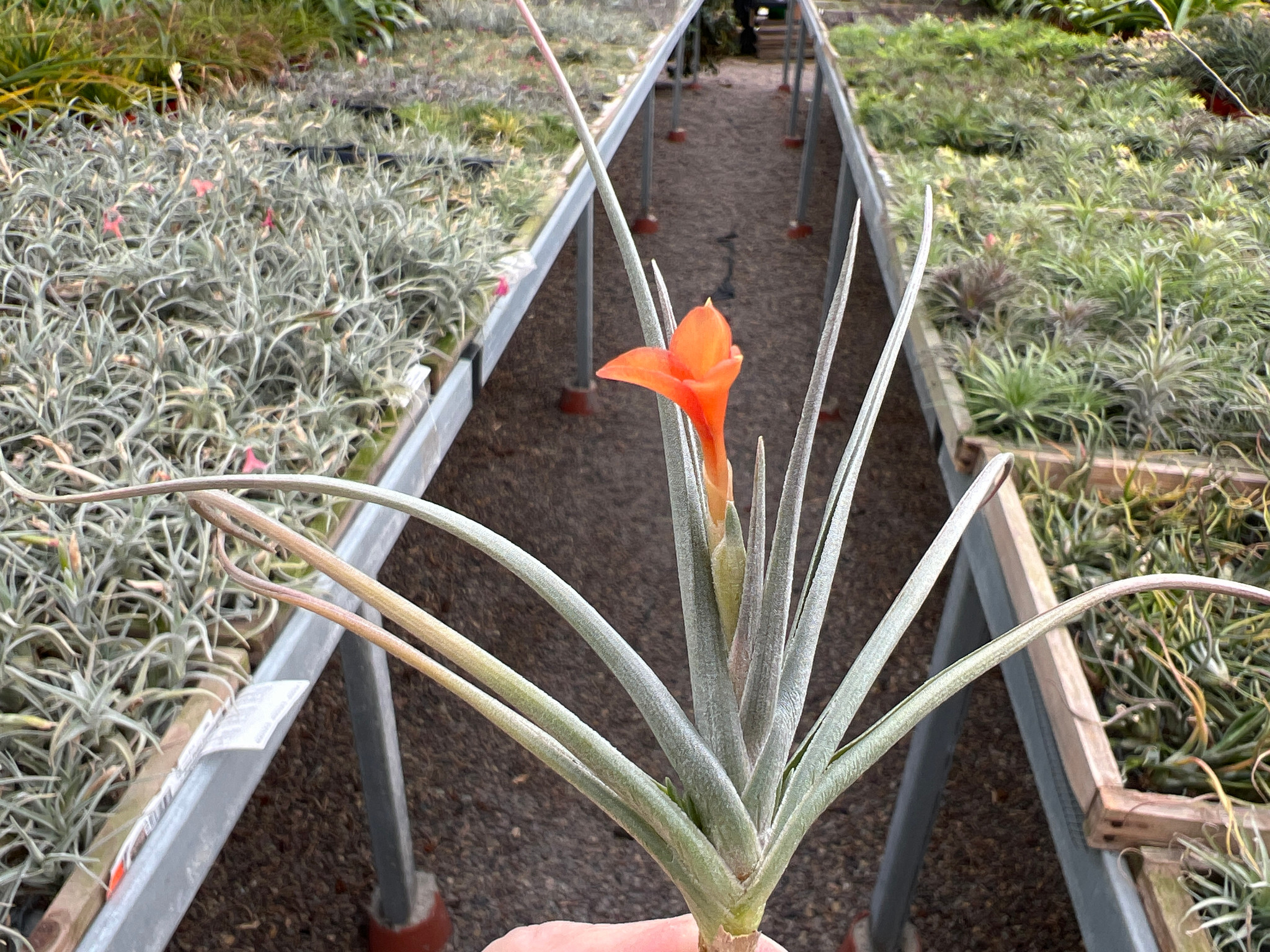 Tillandsia Mystic Flame 'Orange' (T. albertiana x ixioides) - Bird