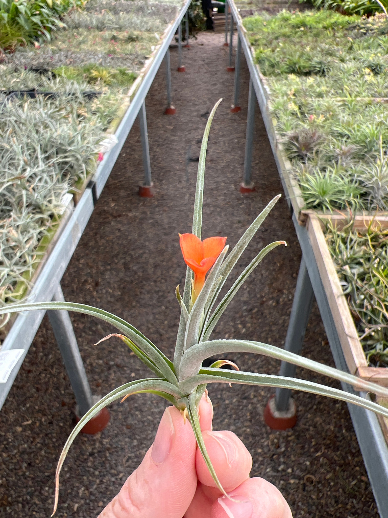 Tillandsia Mystic Flame 'Orange' (T. albertiana x ixioides) - Bird
