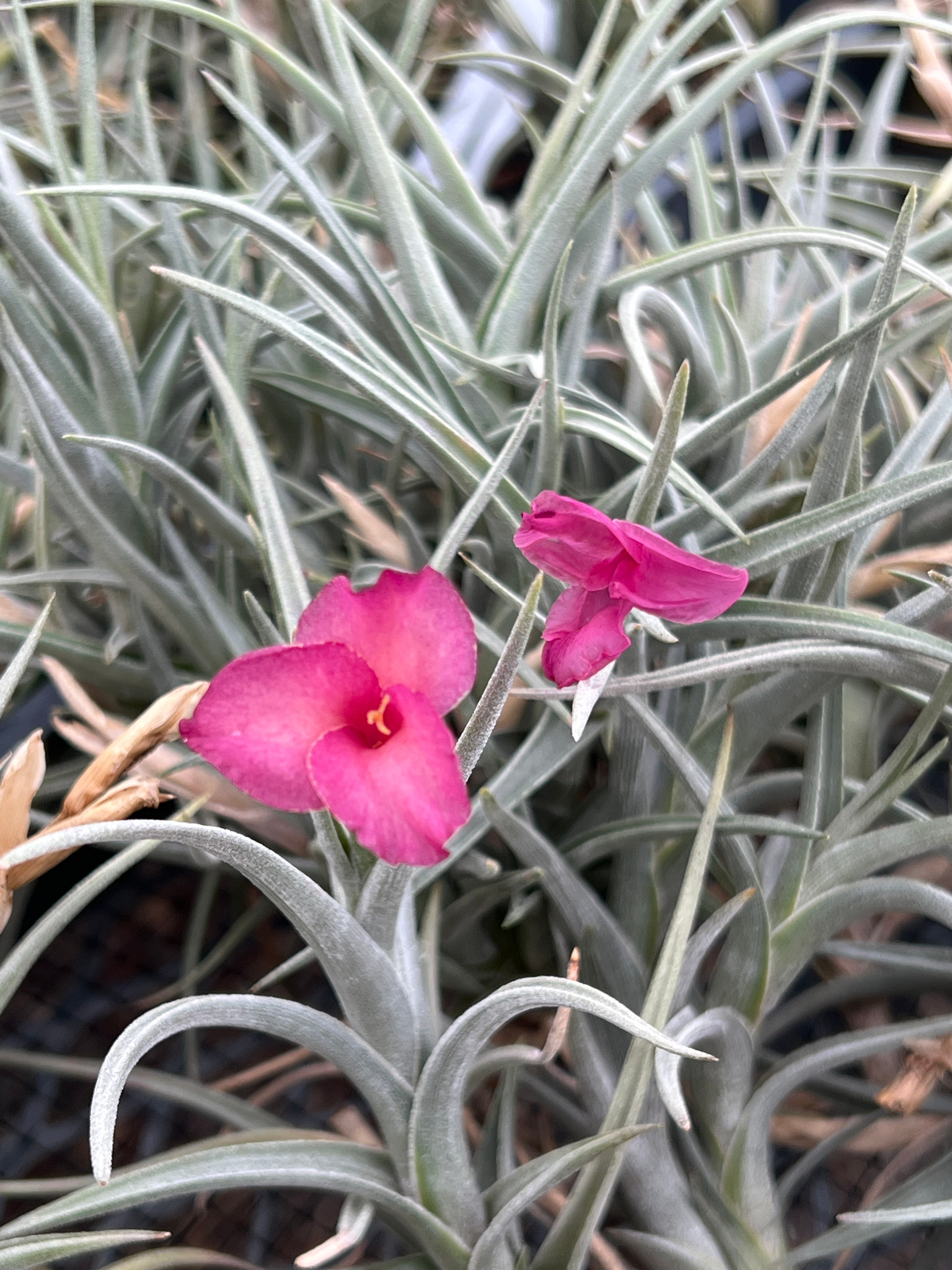 Tillandsia Mystic Rainbow Pink (T. albertiana x arequitae