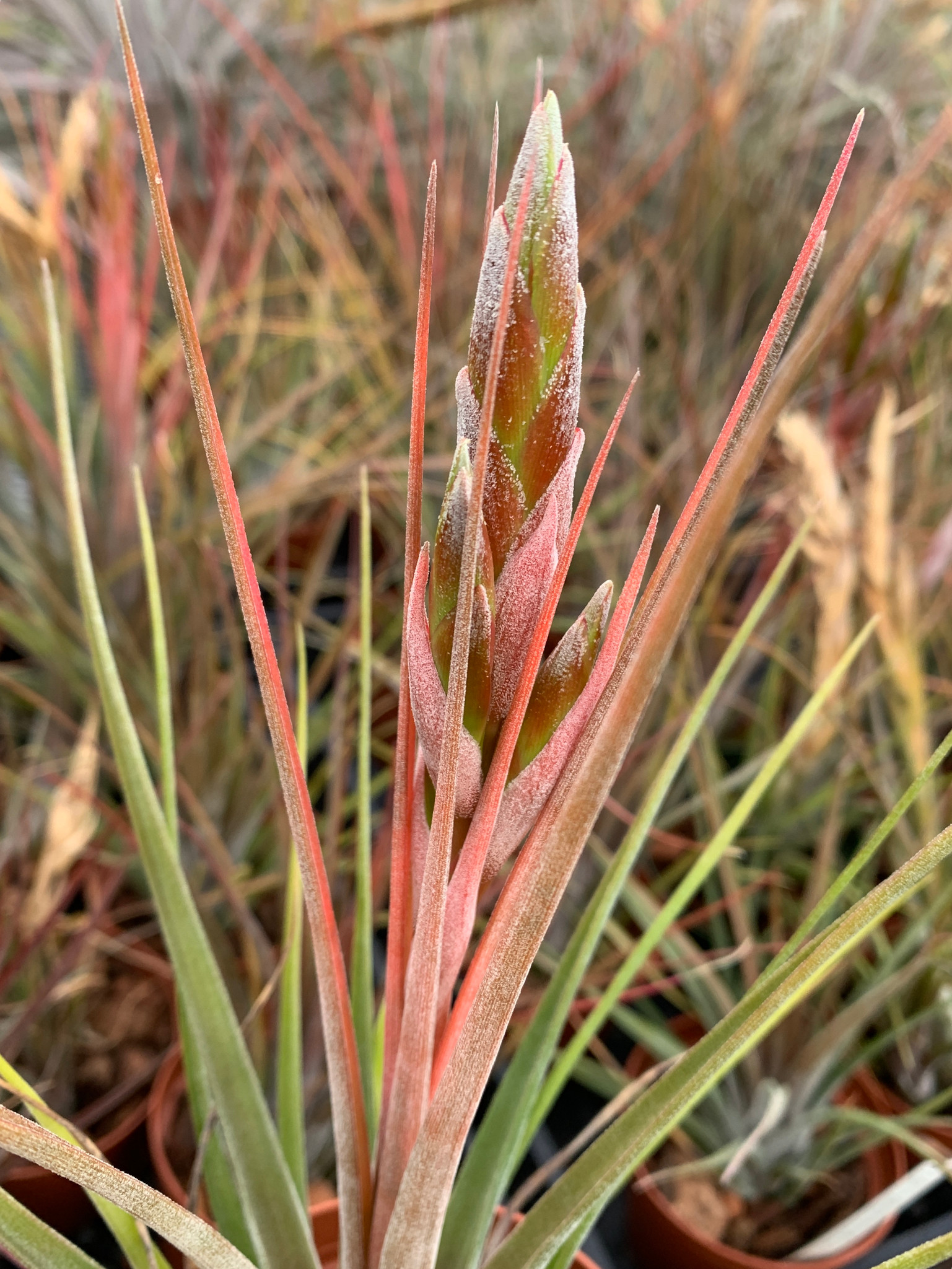 Tillandsia circinnatoides 本物 開花確認済み TI産 Tillandsia circinnatoides 本物 開花確認済み TI産