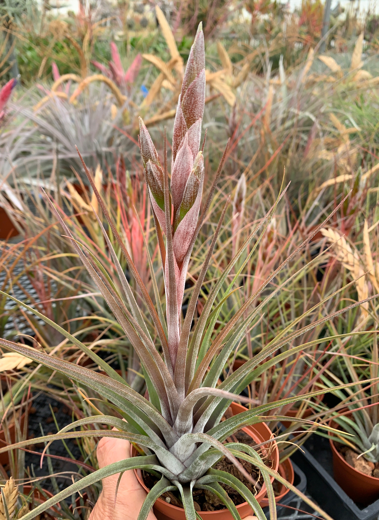 Tillandsia circinnatoides 本物 開花確認済み TI産 Tillandsia Tillandsia circinnatoides 本物 開花確認済み TI産 Tillandsia