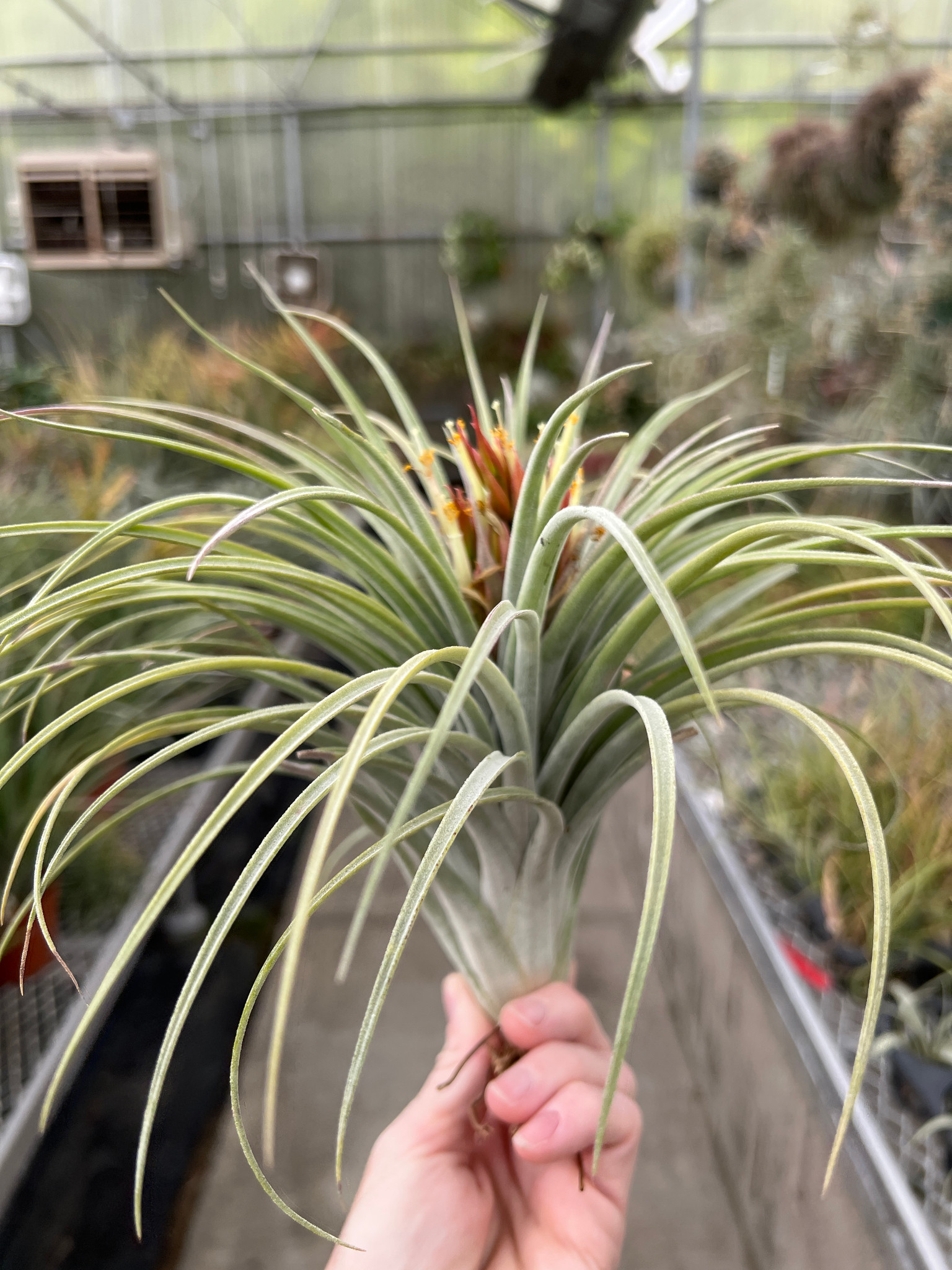 Tillandsia Pink Delight - (T. achyrostachys x carlsoniae) - Bird