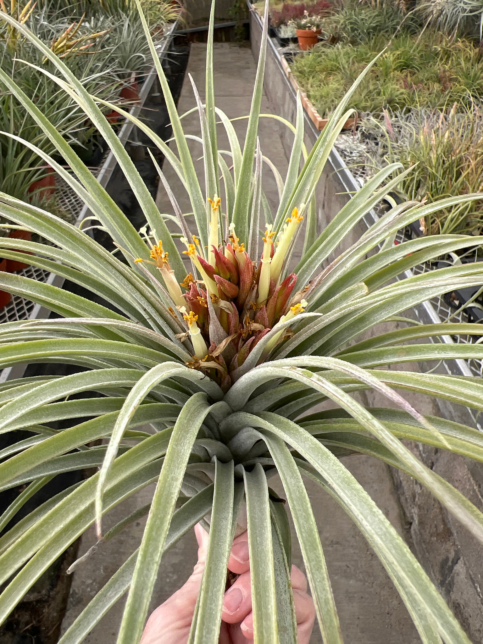 Tillandsia Pink Delight - (T. achyrostachys x carlsoniae) - Bird