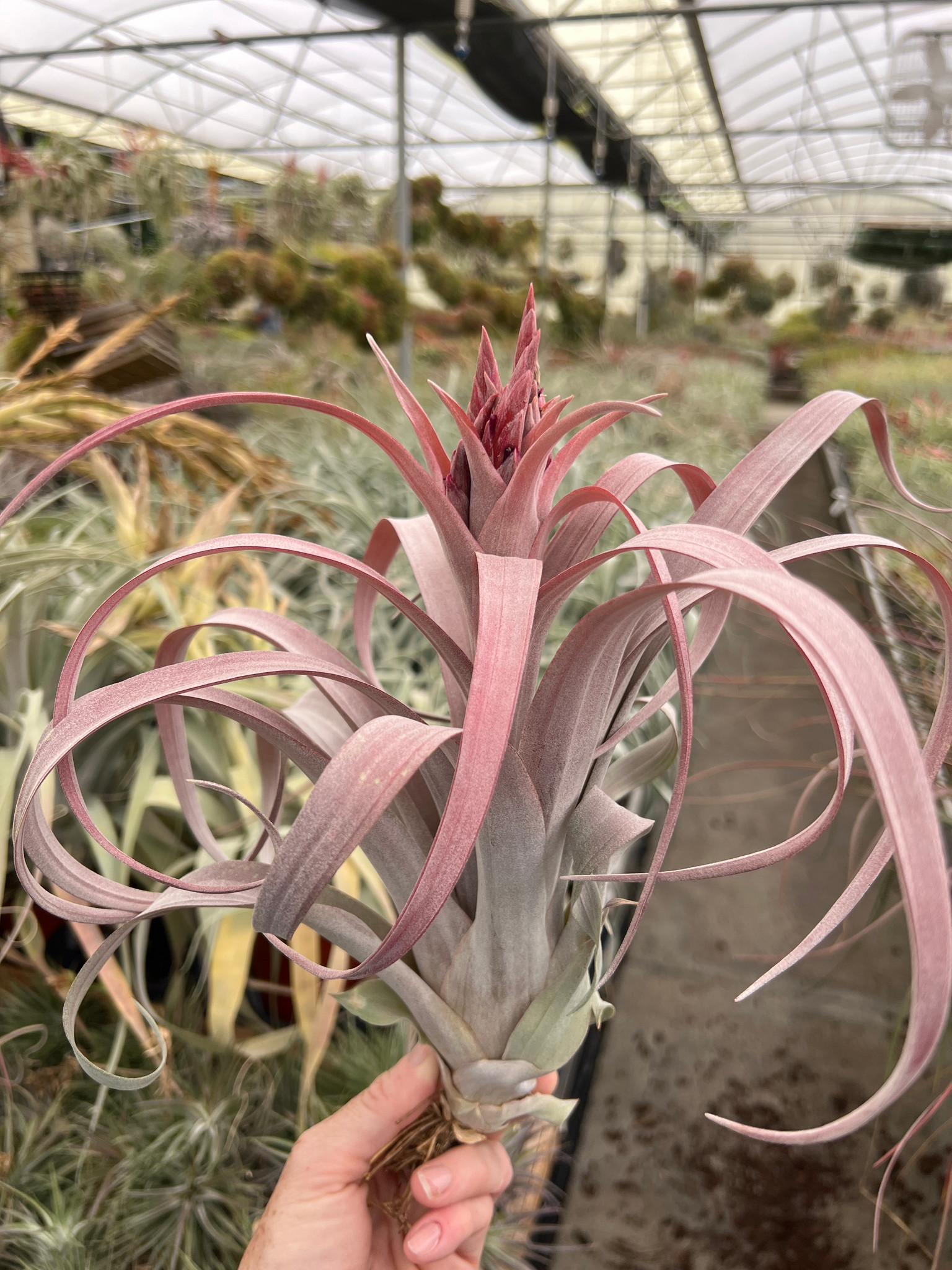 Tillandsia Pink Sorbet - (T. chiapensis x capitata 'Rubra