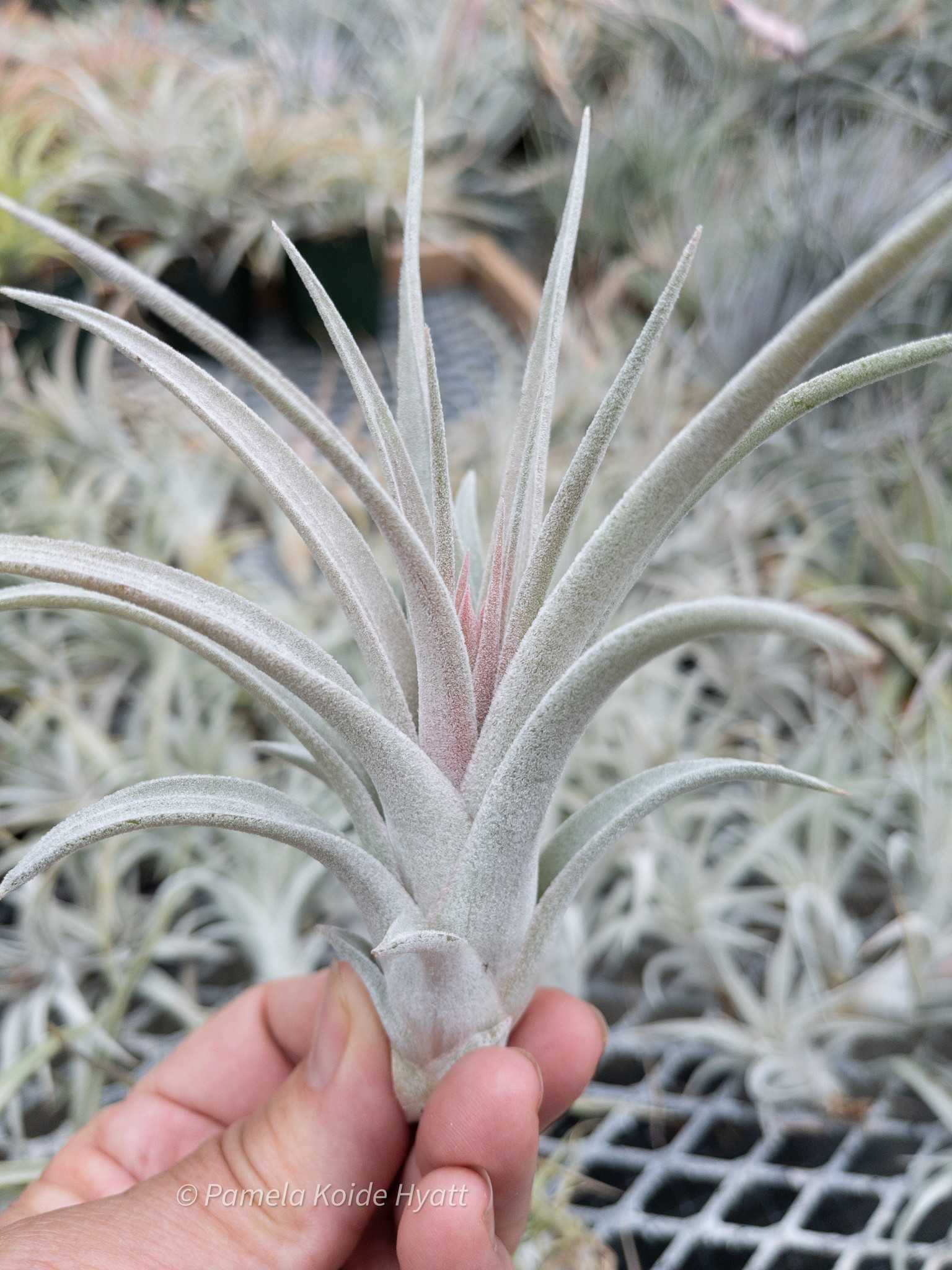 Tillandsia Silver Star - (T. chiapensis x ionantha v Tillandsia Silver Star - (T. chiapensis x ionantha v