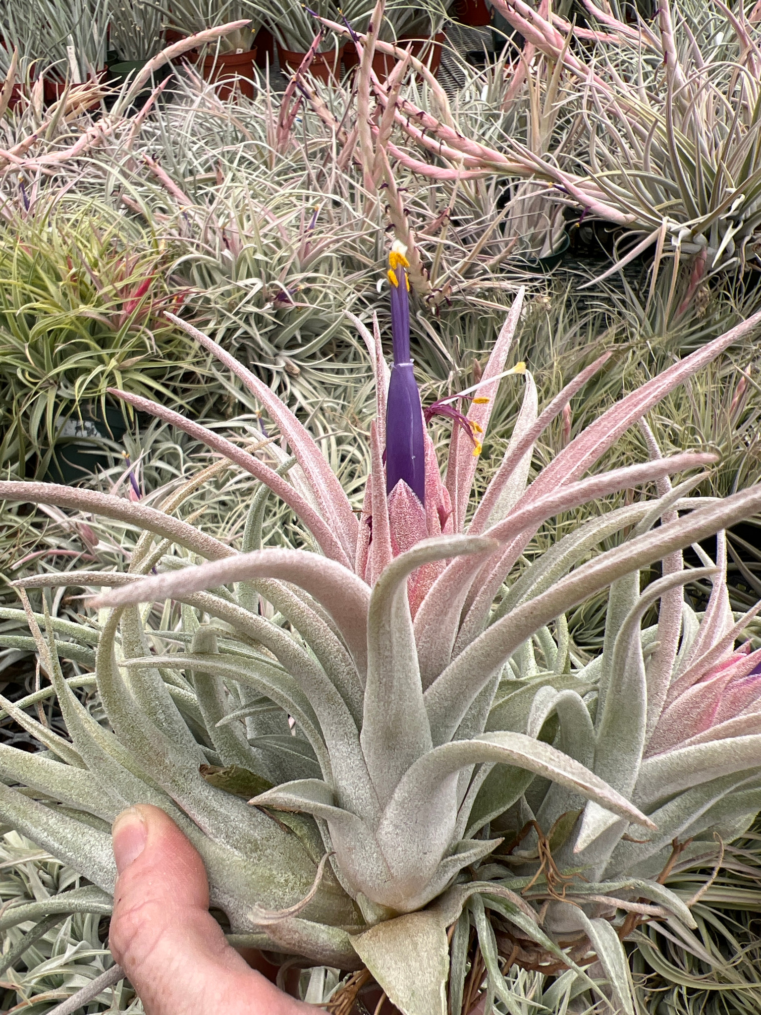 Tillandsia Silver Star - (T. chiapensis x ionantha v. vanhynigii
